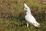 Little Corella